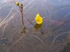 Utricularia vulgaris